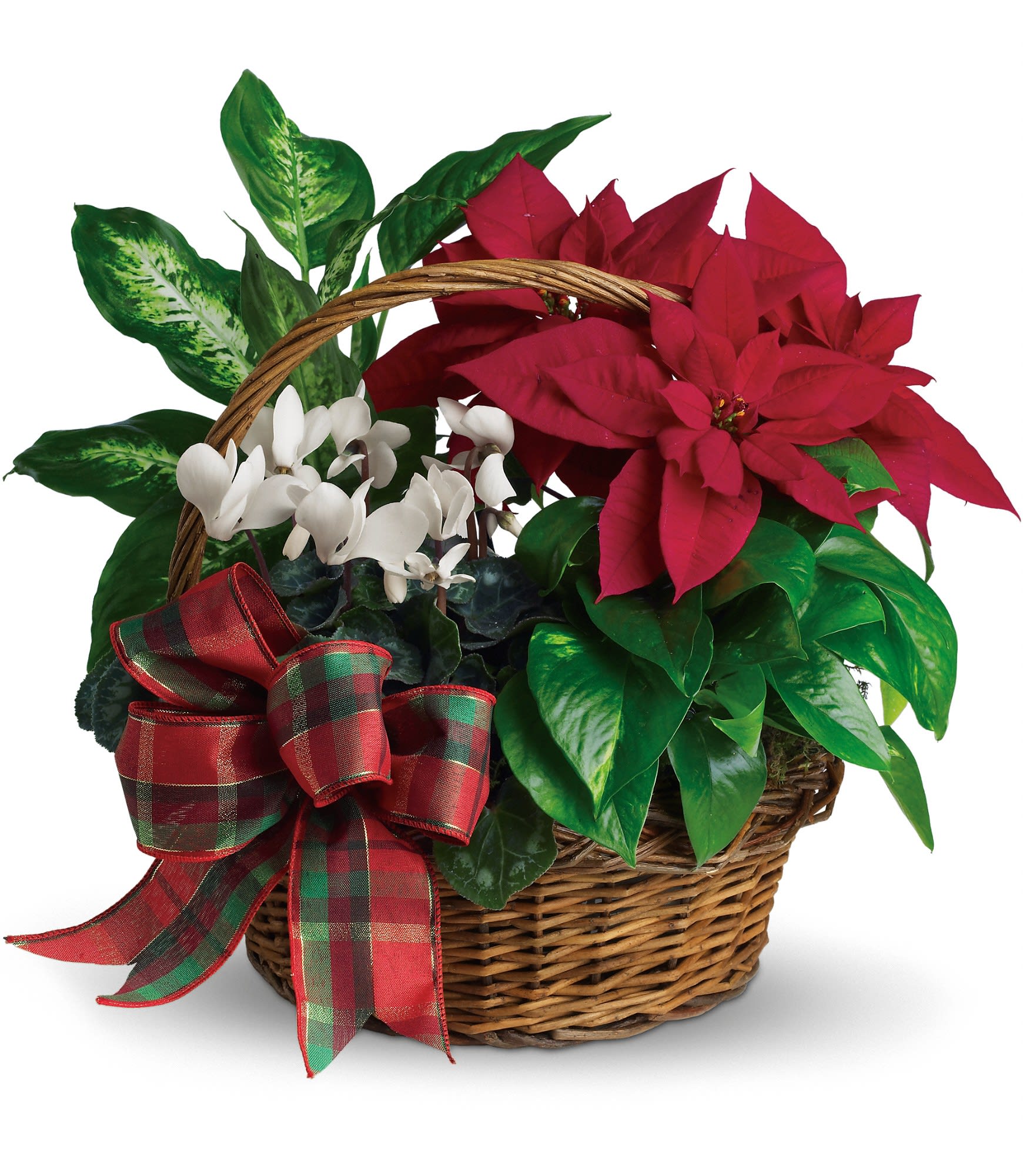 Holiday Homecoming Basket - Real live plants make this basket a welcome gift for any home! It's perfectly suited for the season and will be appreciated even after the holidays.    A brilliant red poinsettia and dazzling white cyclamen are nestled together with bright green pothos and dieffenbachia. Add a festive plaid taffeta ribbon and this basket delivers a lively holiday message.    Approximately 17 1/2" W x 17" H    Orientation: All-Around    As Shown : T123-2A