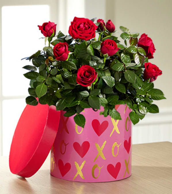 It's Love Valentine's Day Mini Rose－Good - The It's Love Valentine's Day Mini Rose Plant is an incredibly romantic way to send your heartfelt wishes to your sweetheart this coming February 14th! A simply gorgeous mini rose plant blossoms with rich red blooms amongst lush green foliage to create that perfect Valentine's Day surprise. Presented in a stylish designer XOXO hat box container, this blooming plant will convey your heart's every desire just in time for this most romantic holiday. Plant measures 6-inches in diameter. Your purchase includes a complimentary personalized gift message.