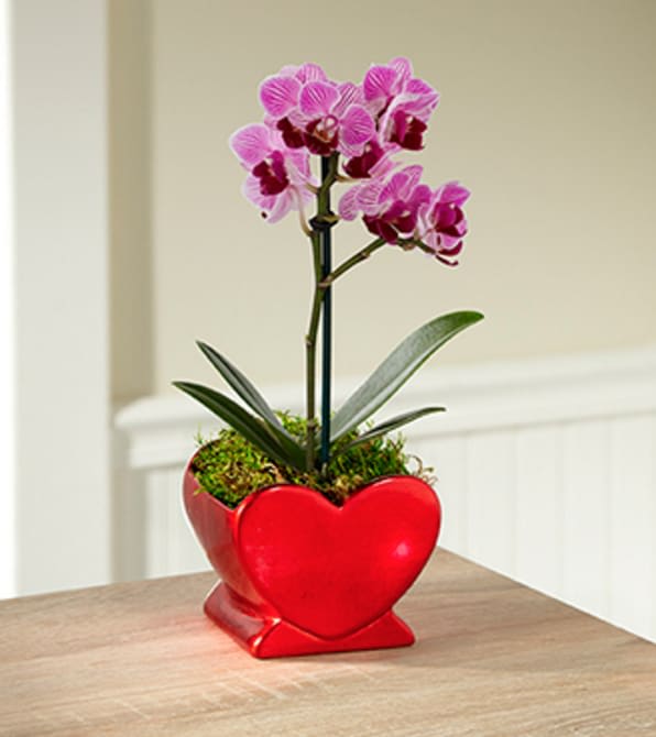 Heart Full of Love Valentine's Day Orchid Plant  - Is your heart bursting with love as we approach this coming Valentine's Day? Let your special someone know all about it when you send them our richly romantic Heart Full Of Love Valentine's Day Orchid Plant. A stunning phalaenopsis orchid plant displays long lasting violet blooms to create a sophisticated and stylish gift. Presented in a designer red heart shaped ceramic container, this blooming plant sends your message of love to them loud and clear in honor of this coming February 14th. Plant measures 3-inches in diameter.  Your purchase includes a complimentary personalized gift message.