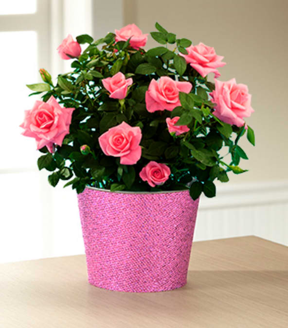 Kiss Me Quick Valentine's Day Mini Rose - The Kiss Me Quick Valentine's Day Mini Rose is a sweet display of your love and affection in honor of a day devoted to love, romance, and flowering fun! A stunning mini rose plant displays brilliant blushing blooms amongst lush dark green foliage to create a symbol of your love in celebration of this coming Valentine's Day. Perfectly paired with a sparkling pink container to add to the glamour and festive styling of this blooming plant's overall look, this sweet gift is set to make this an unforgettable February 14th.  Plant measures 6.5-inches in diameter. Your purchase includes a complimentary personalized gift message.