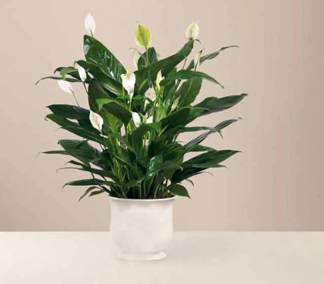 Comfort Planter - The Comfort Planter offers unspoken words of hope and peace during this time of loss and sadness. Our stylish and sophisticated white ceramic planter holds an elegant 8" peace lily plant, which exhibits brilliant white tear-shaped blooms amongst dark green foliage for a simply beautiful effect.