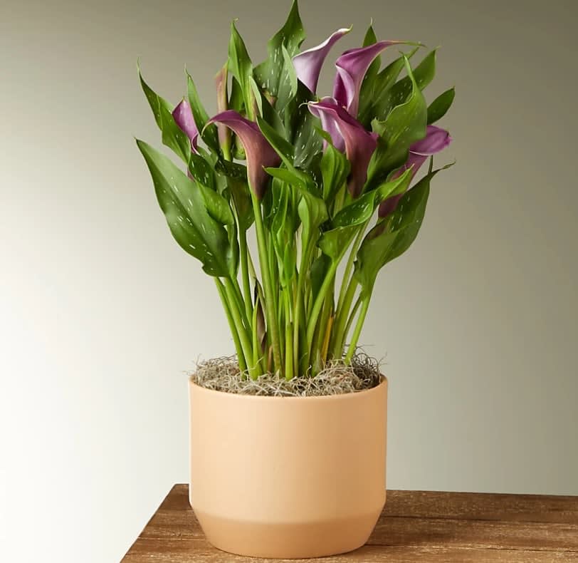 Purple Calla Lily Plant - No matter the season, a Calla Lily plant is bound to draw attention with their iconic trumpet–shaped blooms. Known to symbolize passion and charm this beauty makes a fitting gift for housewarmings, special occasions and just because.  This plant is approximately 16–18“ tall.