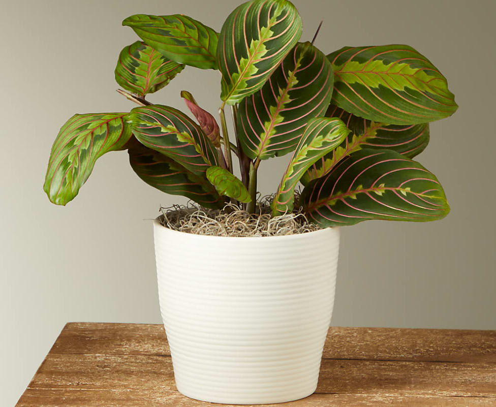 Red Prayer Plant - The Red Prayer plant has unique patterned leaves and pops of red veining making it a striking addition to any plant collection. The leafy yet colorful Prayer Plant is a statement piece that rewards your care with bold and beautiful colors.  This plant is approximately 8–10“ tall.