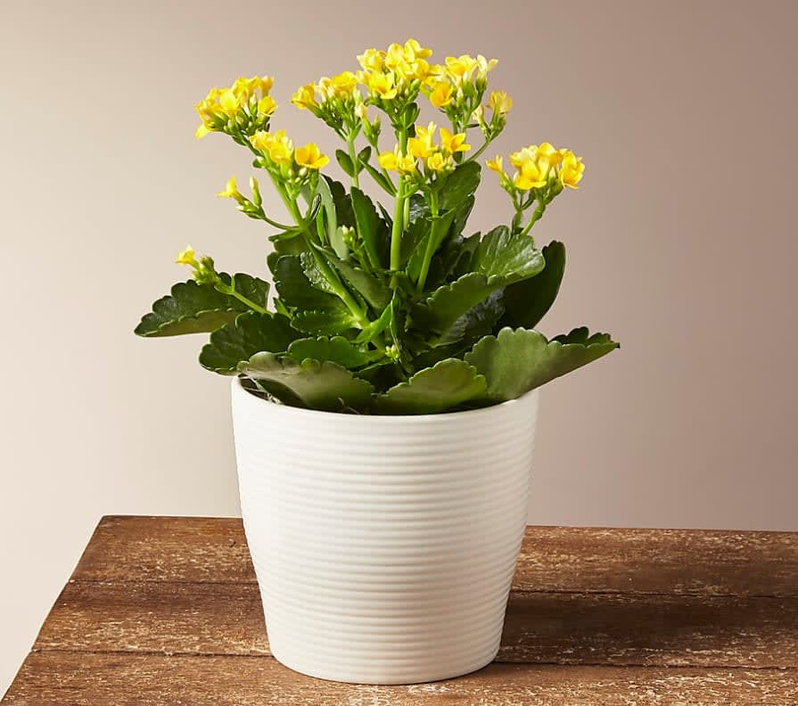 Yellow Kalanchoe Plant - In search of a lovely flowering plant that is also easy to care for? Look no further than our sunny yellow Kalanchoe. This is a low maintenance succulent that rewards your care with an extended flowering season each year. The flowers may arrive in buds, only to bloom in a short time.  This plant is approximately 8-9" tall.