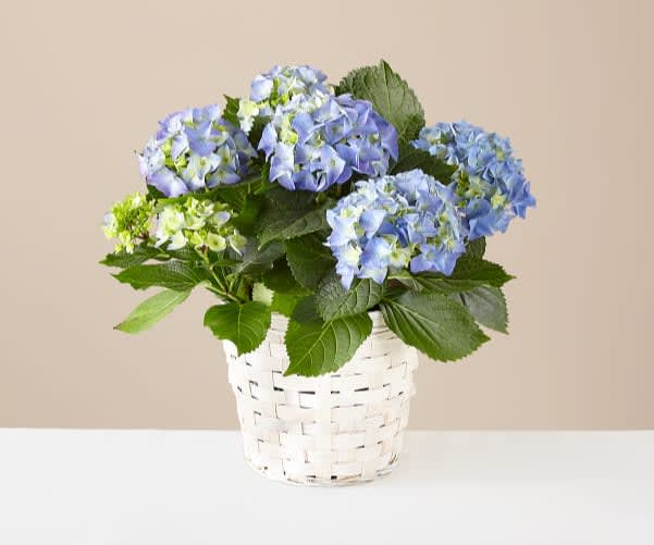 Beyond Blue Hydrangea - Find out why everyone loves Blue Hydrangeas with this gardener's dream. The full blooms are long–lasting and bursting with color making it a treat for anyone looking to bring some life into indoor spaces. Maintain the soil by watering frequently, not letting it dry out between watering.  The overall height of this plant is 20".