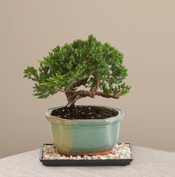 Juniper Bonsai Tree - This is the perfect introduction to Bonsai, an art form that traces its roots to China. One carefully groomed juniper will get your recipient started in appreciating the ancient art of Bonsai. Give this Bonsai to someone who likes "tinkering," or to a business associate. For best results, place Bonsai outdoors in a spot that receives full sun.  Overall Plant Height: 6-10" H