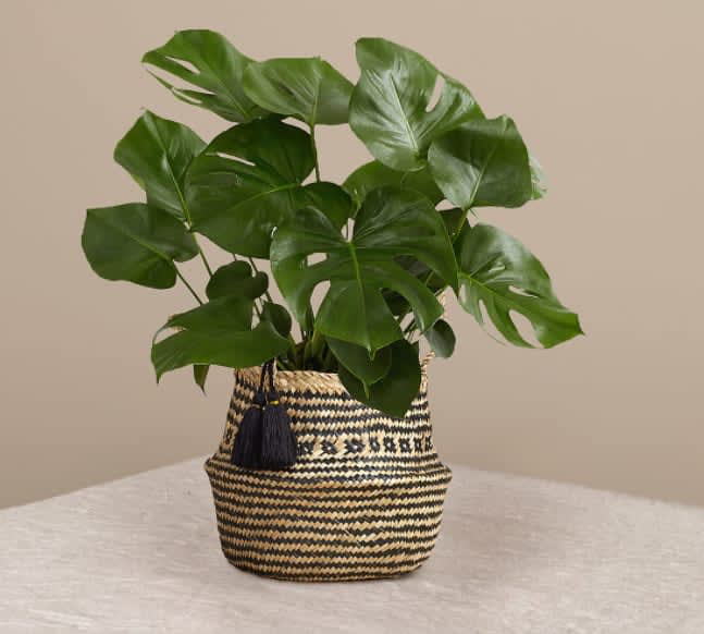 Monstera in Basket - Large and tropical, there is so much to love about Monsteras. This plant is ready to thrive in your space with its distinct leaves and rich colors. Impress your house guest with a Monstera in your home, or treat your loved ones to this fast-growing beauty.  Overall plant height: 28-30" H