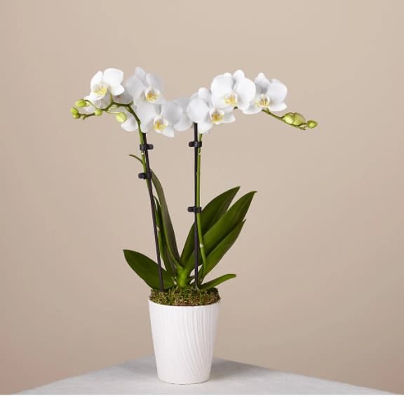 Bliss White Orchid - The most popular variety of this plant, the Phalaenopsis orchid makes a great gift for plant lovers and plant beginners alike! White orchids are easy to care for and add a touch of delicate beauty to any home, office or table.  Overall Plant Height: 11-20" HP2162