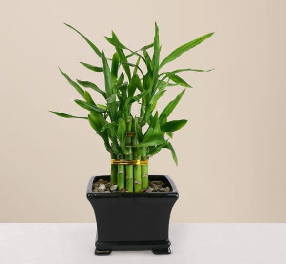 Double Lucky Bamboo - Legend says a gift of living bamboo brings good fortune to its bearer, hence the name, Lucky Bamboo. Our Double Lucky Bamboo plant has 2 layers of Bamboo double stacked and tied together with a gold band. Also included are pebbles and care information. Simply place the stems in the 5" black ceramic container, place the decorative stone pebbles around the stalks, and add water. Replenish water as needed. Lucky Bamboo thrives in either low light or indirect sunlight, making it an easy to care for gift they will love!  Overall Plant Height: 7-10" H