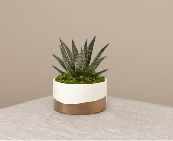 Aloe Flow Plant - What do you get when you mix a gasteria succulent and aloe? Why, this unique plant! Its distinct, stiff dark green leaves and white spots makes for the perfect office or house plant.  Plant is 6.25"