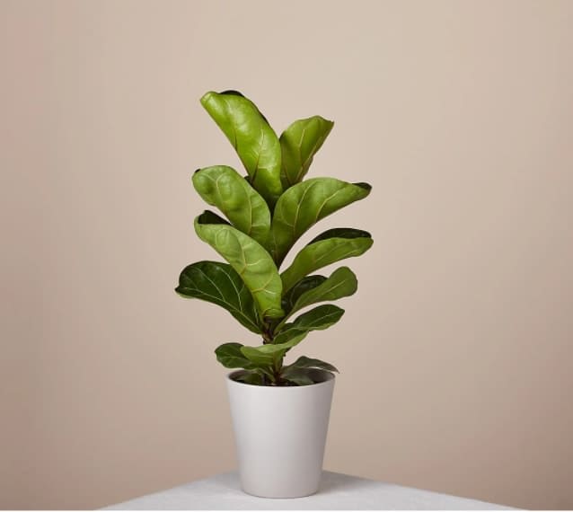 Fiddle Leaf Fig Plant - Known for its recognizable and distinctive foliage, the Fiddle Leaf Fig is a houseplant favorite. This plant adds an beautiful element to interior design with its large, heavily veined leaves.  Overall Plant Height: 13-16" H
