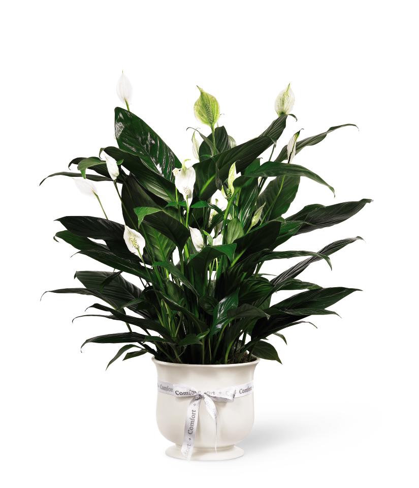 FTD Comfort Planter - Offer unspoken words of comfort, hope and peace. Our creamy white   ceramic planter holds an elegant peace lily plant. Planter is simply   enriched by a white ribbon bow bearing words of comfort. Dark green   leaves offer a calm background for the white candle-like blooms of this   easy to care for plant. Send as a tribute, and a silent expression of   your sympathies.  10in plant