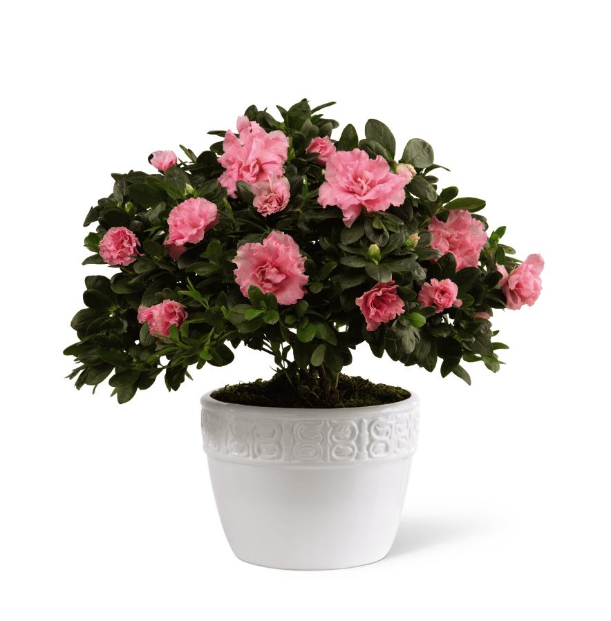 FTD Vibrant Sympathy Planter - The FTD Vibrant Sympathy Planter is an elegantly beautiful way to send   your condolences for their loss. A sweet 6-inch azalea plant displays   its blushing pink blooms, while seated in a designer white ceramic   container, to bring warmth and comfort to your special recipient during   their time of need.     6â Plant  "