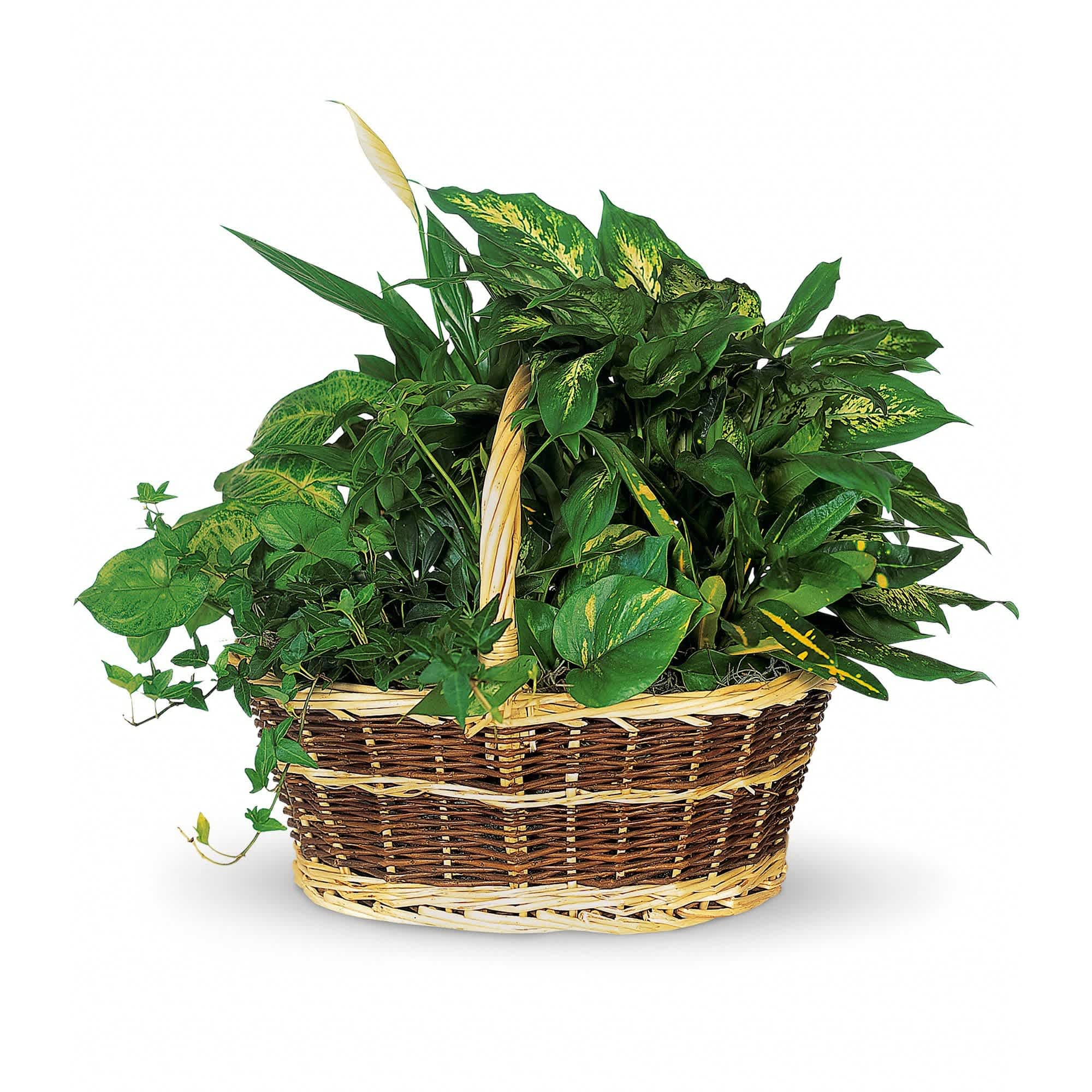 Large Basket Garden - This impressive garden of indoor plants will be a warm welcome to any home or office. And you'll get glowing reviews for sending it.    Croton, ivy, pothos, dieffenbachia, schefflera and syngonium plants arrive together in a wicker basket with handle.    Approximately 19" W x 16" H    Orientation: All-Around        As Shown : T212-1A      