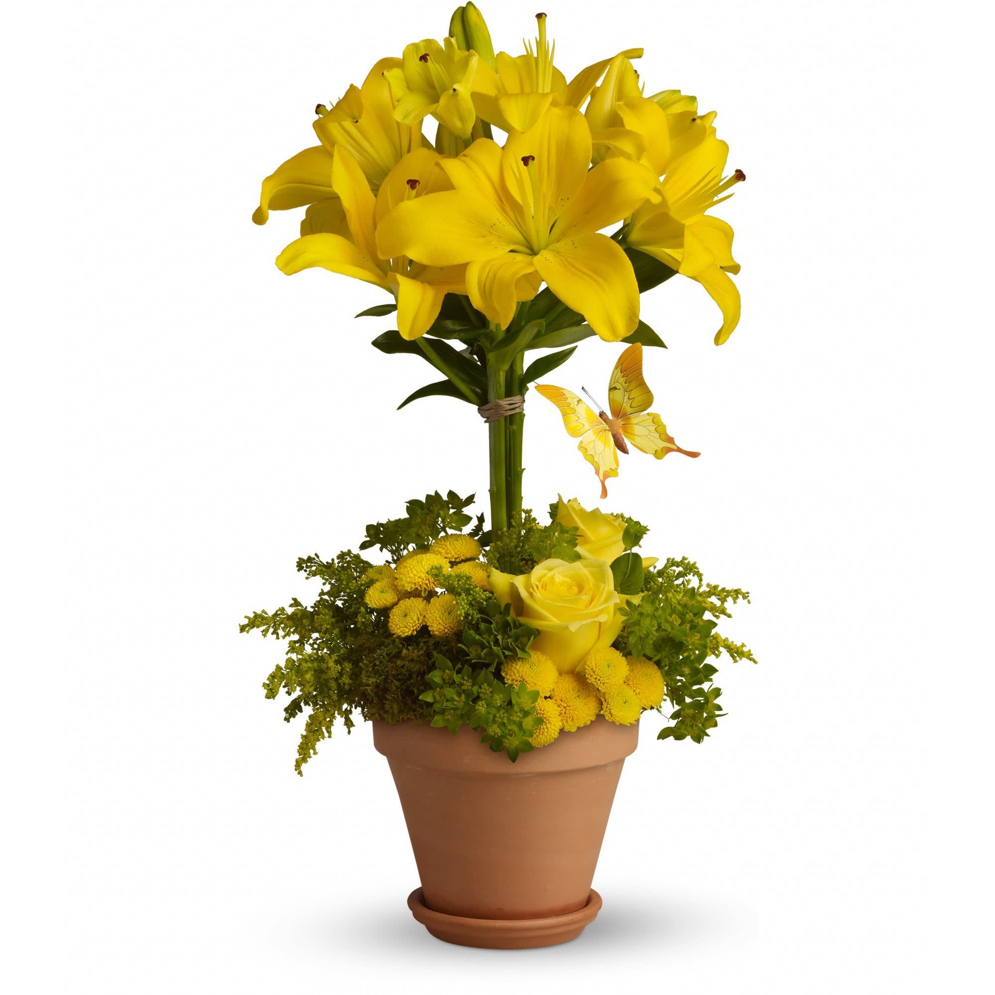 Yellow Fellow by Teleflora - This yellow fellow just can't contain himself. Full of joy and flowers, this bouquet delivers with two tiers of bright yellow blossoms! It's magical, so maybe it's not too surprising that a yellow butterfly has found a way to suspend itself within.  