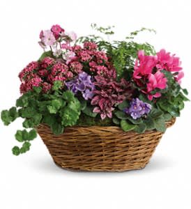 Basket of potted flowering plants in pink, purple, and green