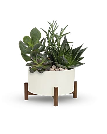 Succulent arrangement in a white planter on a wooden stand