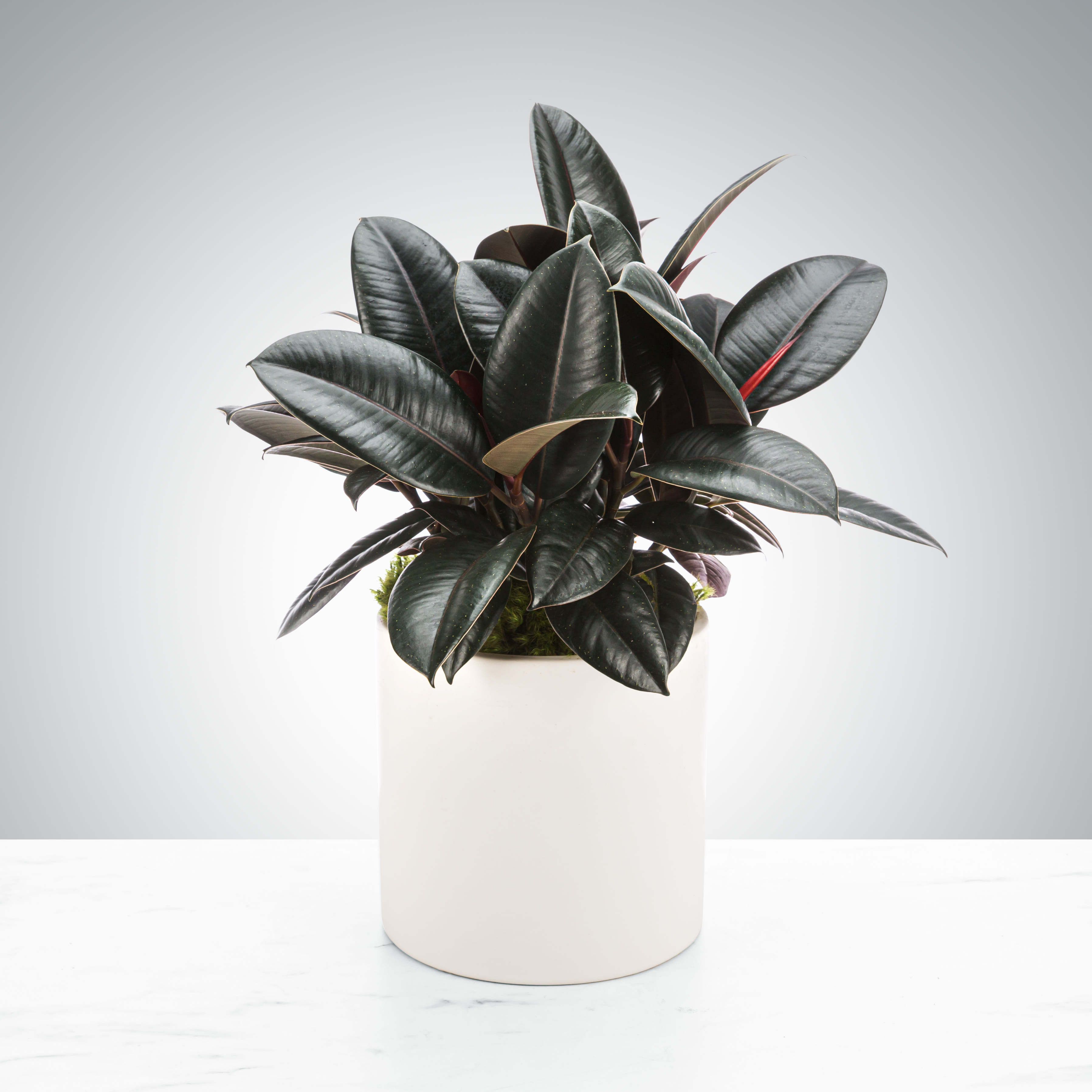 Ficus Burgundy Rubber Plant - A hardy plant that likes filtered light, the rubber plant can also act like an air purifier AND a humidifier.  Make sure when gifting that the recipient does not have an animal.  Keep away from pets!