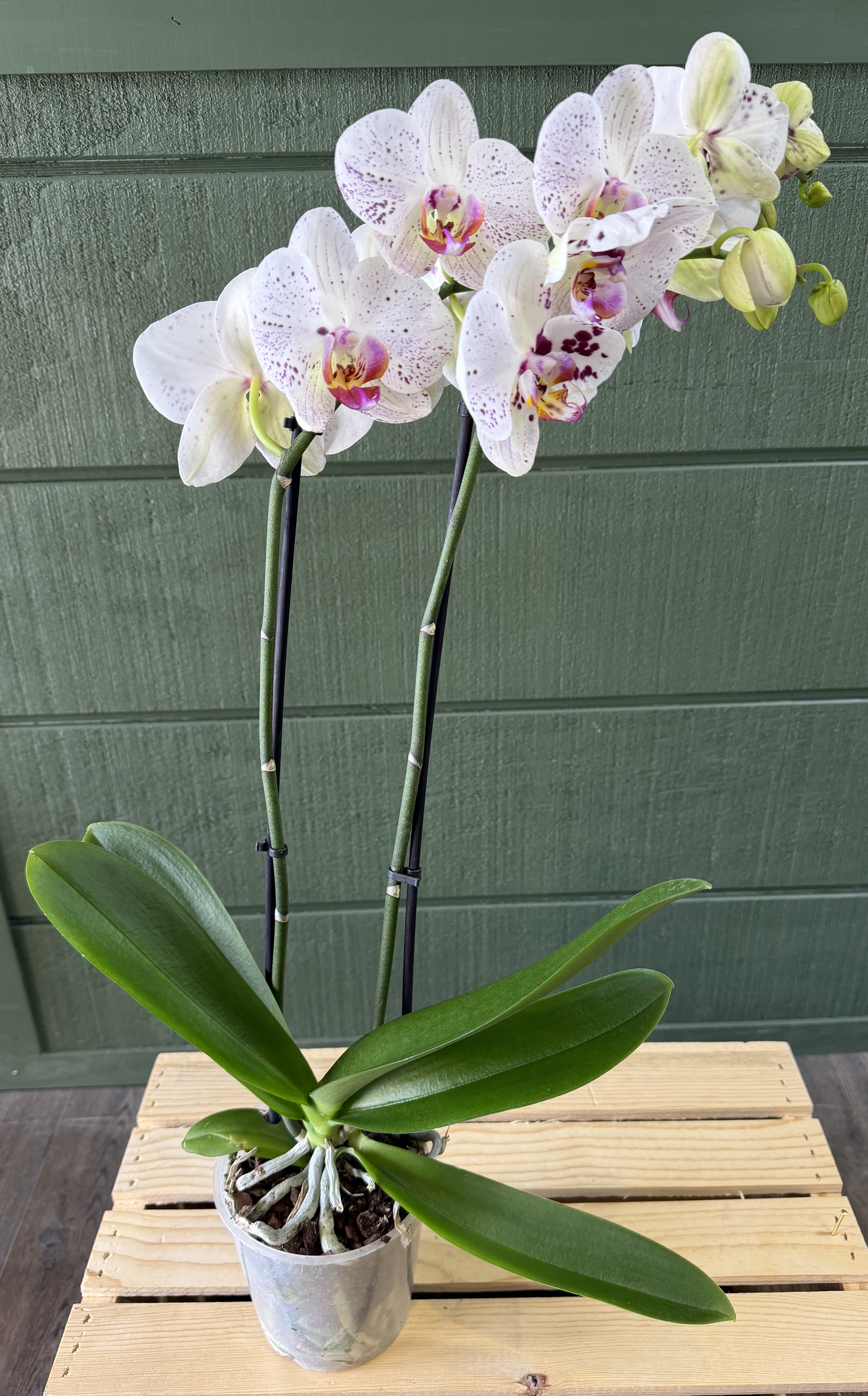 White Potted Orchid  - Potted orchid arrangement is a long-lasting living gift, it brings a light tropical touch to tabletops, office desks, or entryway consoles and requires minimal upkeep, making it ideal for recipients who appreciate beauty with low maintenance.