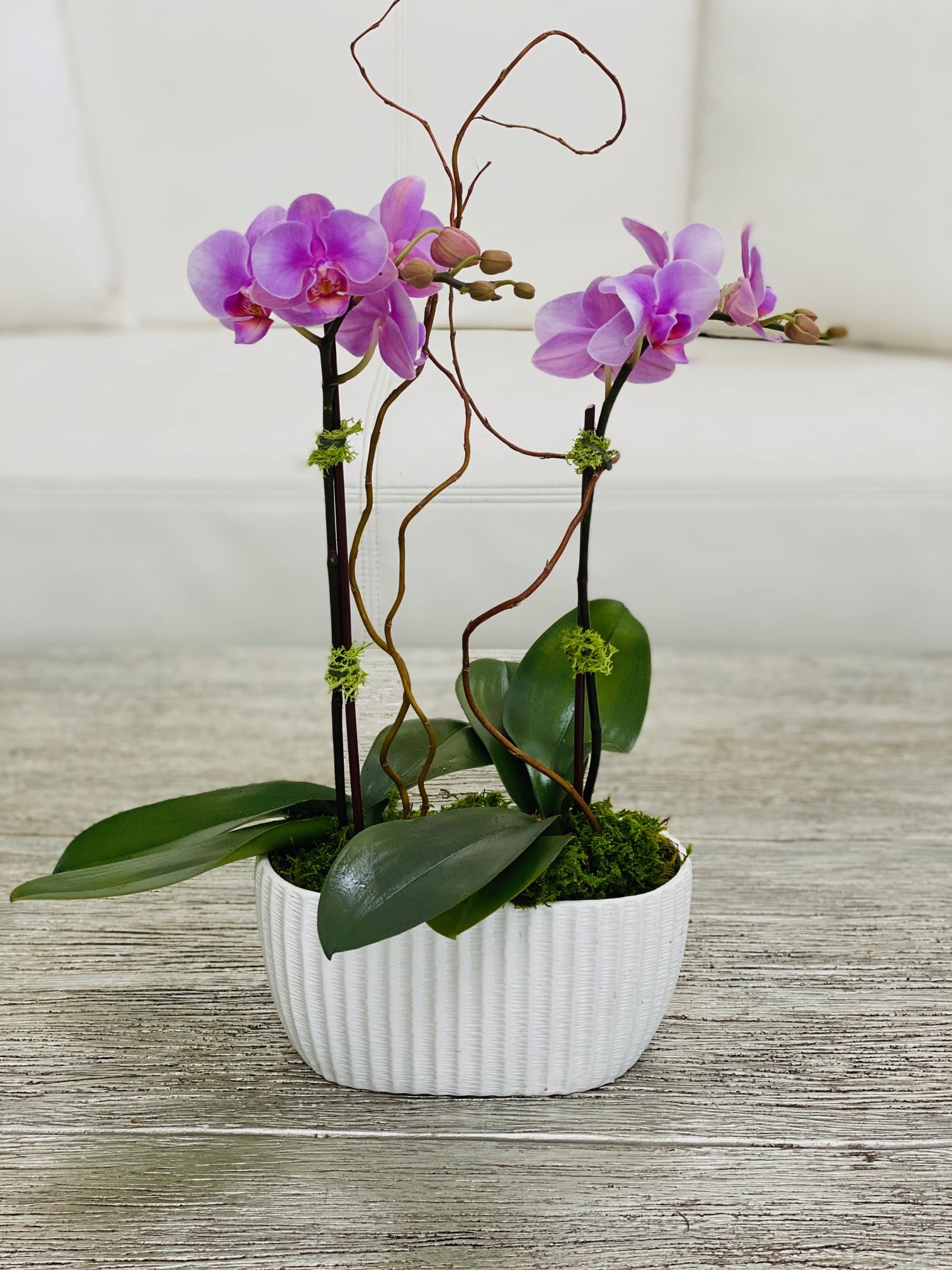 Purple orchids in a white planter with moss