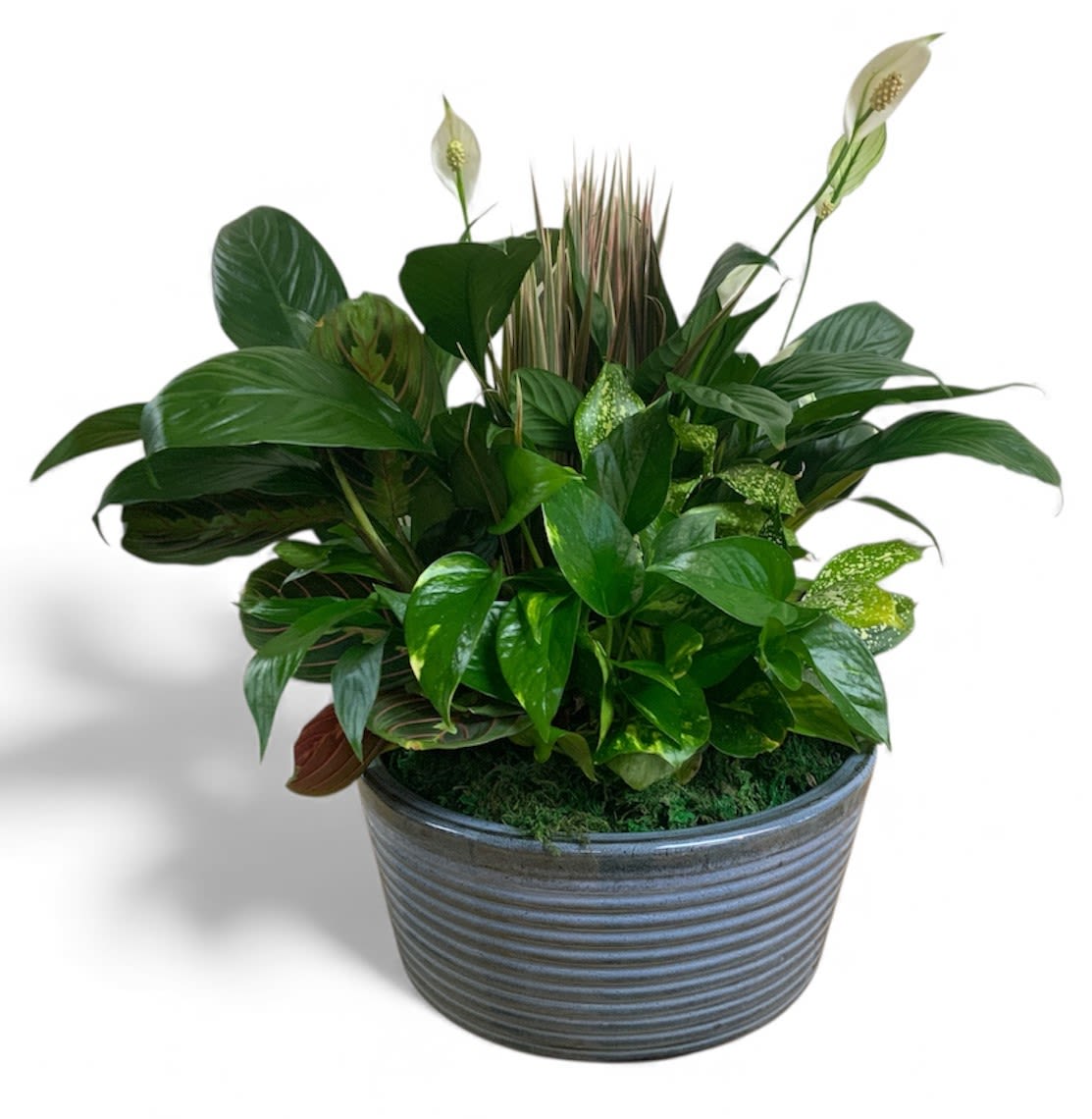 Potted green plant arrangement in a ribbed gray container