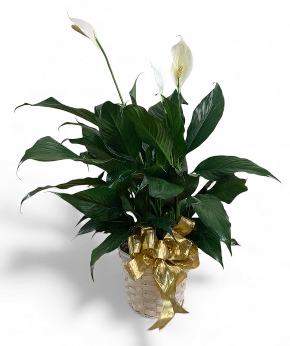 Potted peace lily with white blooms and a gold ribbon in a woven basket
