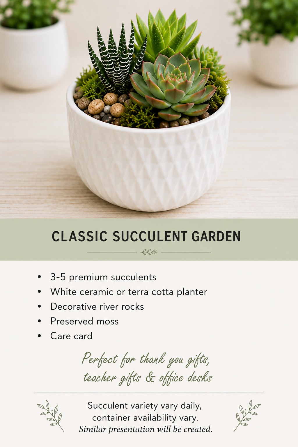 Succulent arrangement in a white ceramic pot with decorative stones