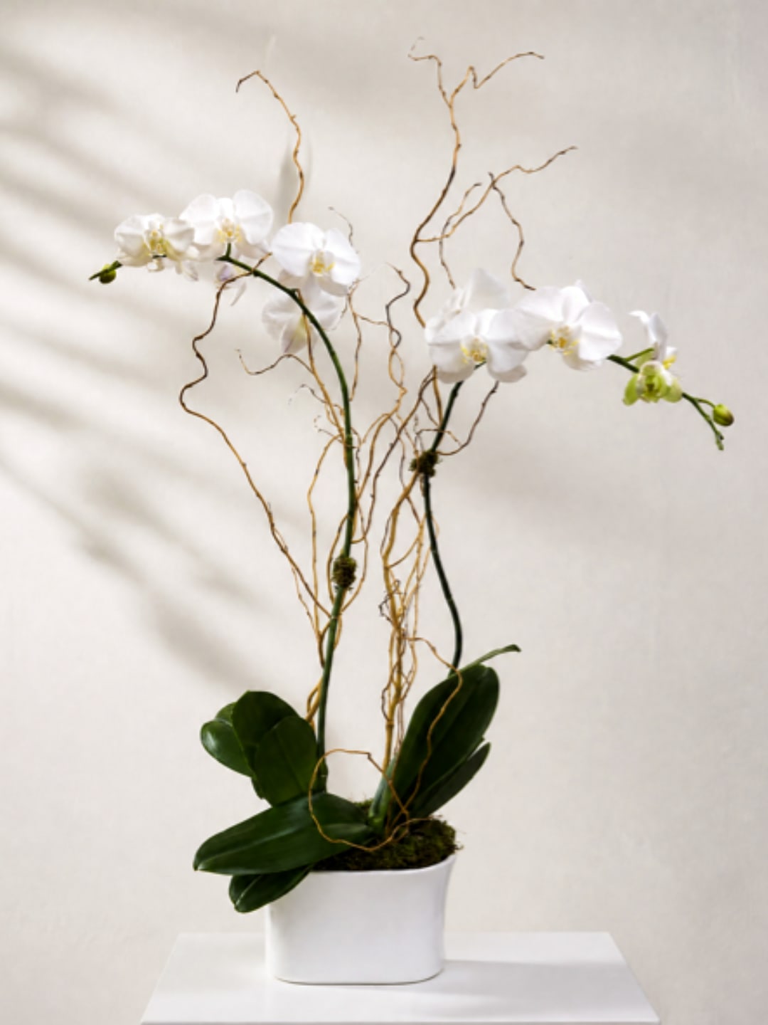 White orchid plant in a white pot with curly decorative branches