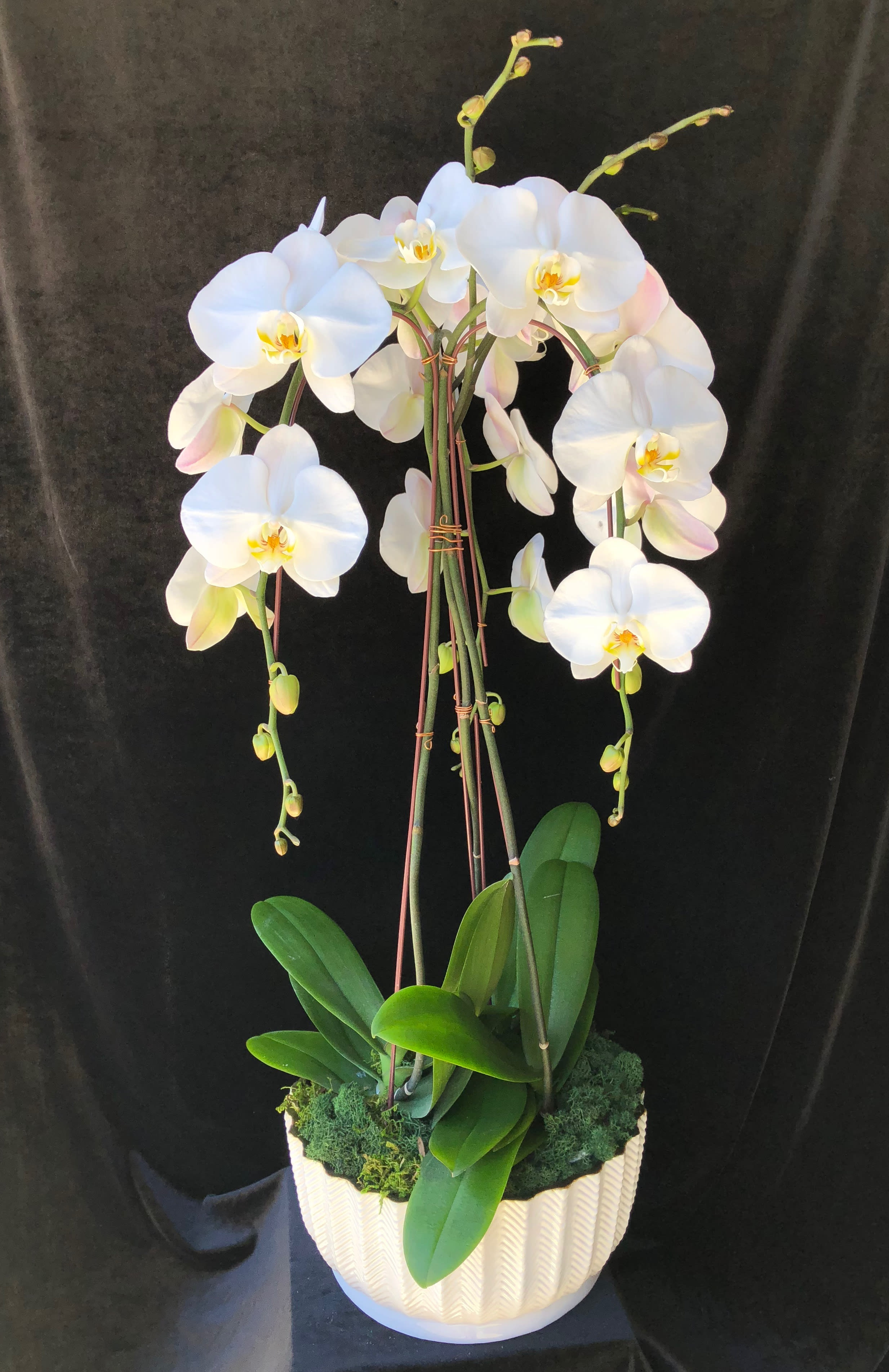 White orchid plant in a textured white pot