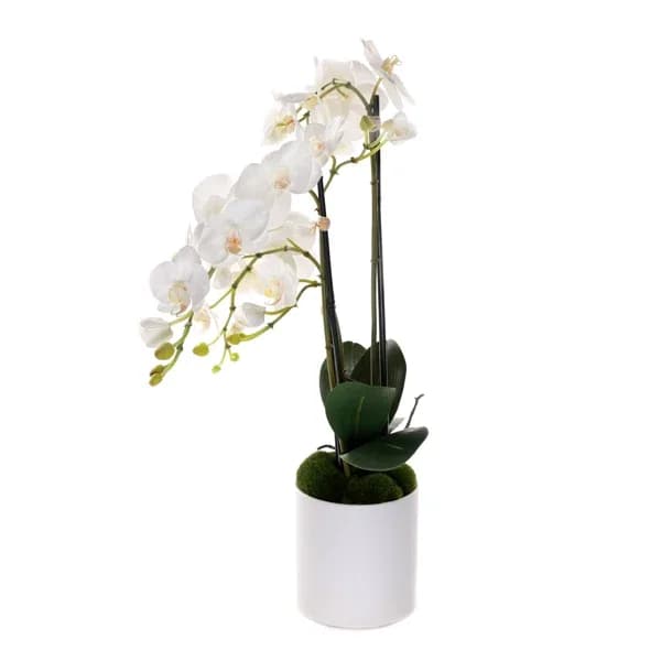 Phalaenopsis Orchid White *2 spike - Our Phalaenopsis Orchid is an elegant and memorable way to honor your loved one. It features a Phalaenopsis orchid plant in a ceramic white container. Orchids are often used at a funeral or memorial as a symbol of the "forever love" you have for the deceased. Funeral or Sympathy flowers truly help to bring healing to broken hearts in many forms.