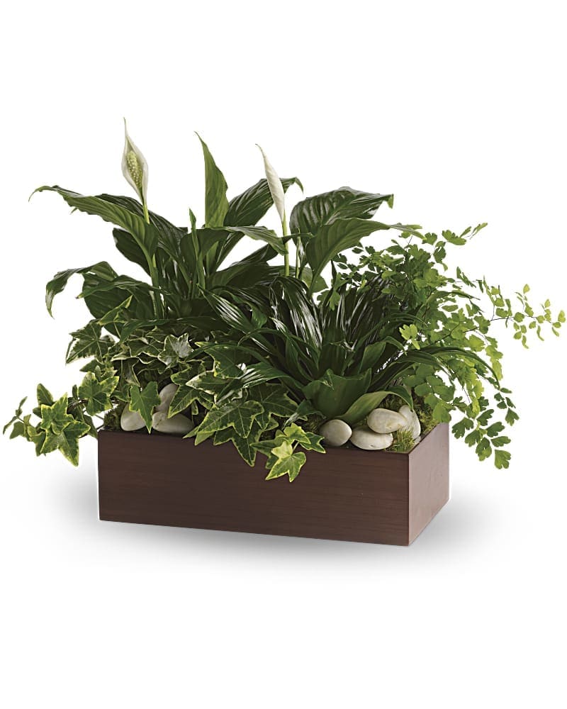 Rectangular planter with green foliage and white peace lilies