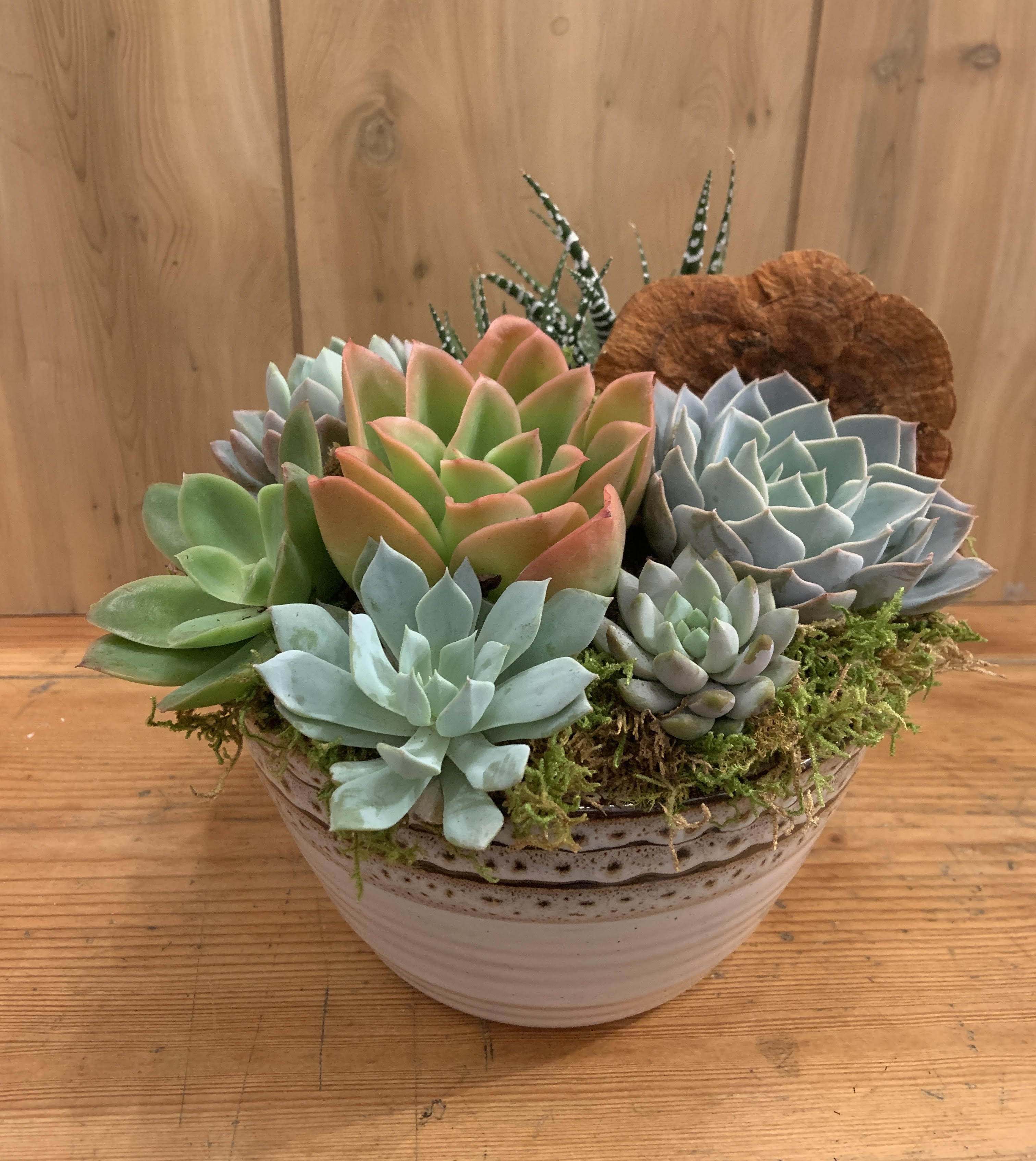 Succulent arrangement in a ceramic bowl with moss and a dried accent