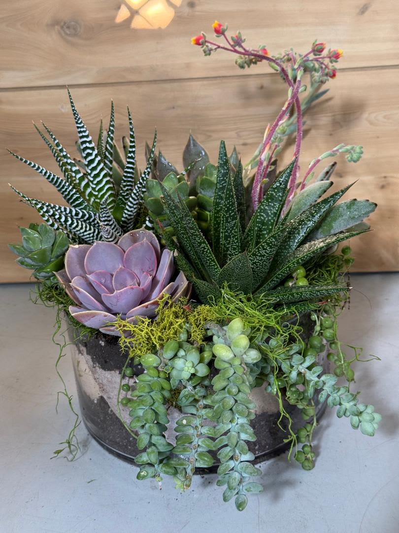 Organic blend (TEF-035) - A sculptural cluster of succulents arranged in a clear glass bowl makes a serene, modern gift for birthdays, get well wishes, or "just because" moments. This living arrangement reads more like a decorative plant piece than a traditional bouquet, so the person you're thinking of will feel cared for every day-perfect for sympathy, a quiet apology, or to brighten a bedside during recovery.  