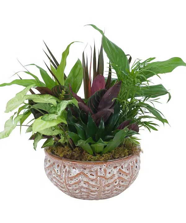 CERAMIC DISH GARDEN - A variety of green plants in a ceramic container.  