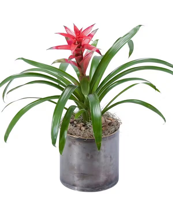 Potted bromeliad with red flower spike in a gray container
