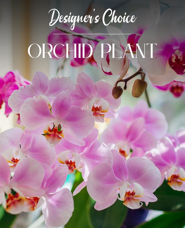 Orchid Plants - Our Designer’s Choice approach ensures that you receive the freshest and most striking orchids available, tailored to suit your preferences and the season’s best offerings. The delicate, long-lasting blooms and lush green leaves create a serene and luxurious ambiance, making them an ideal gift or a personal indulgence.