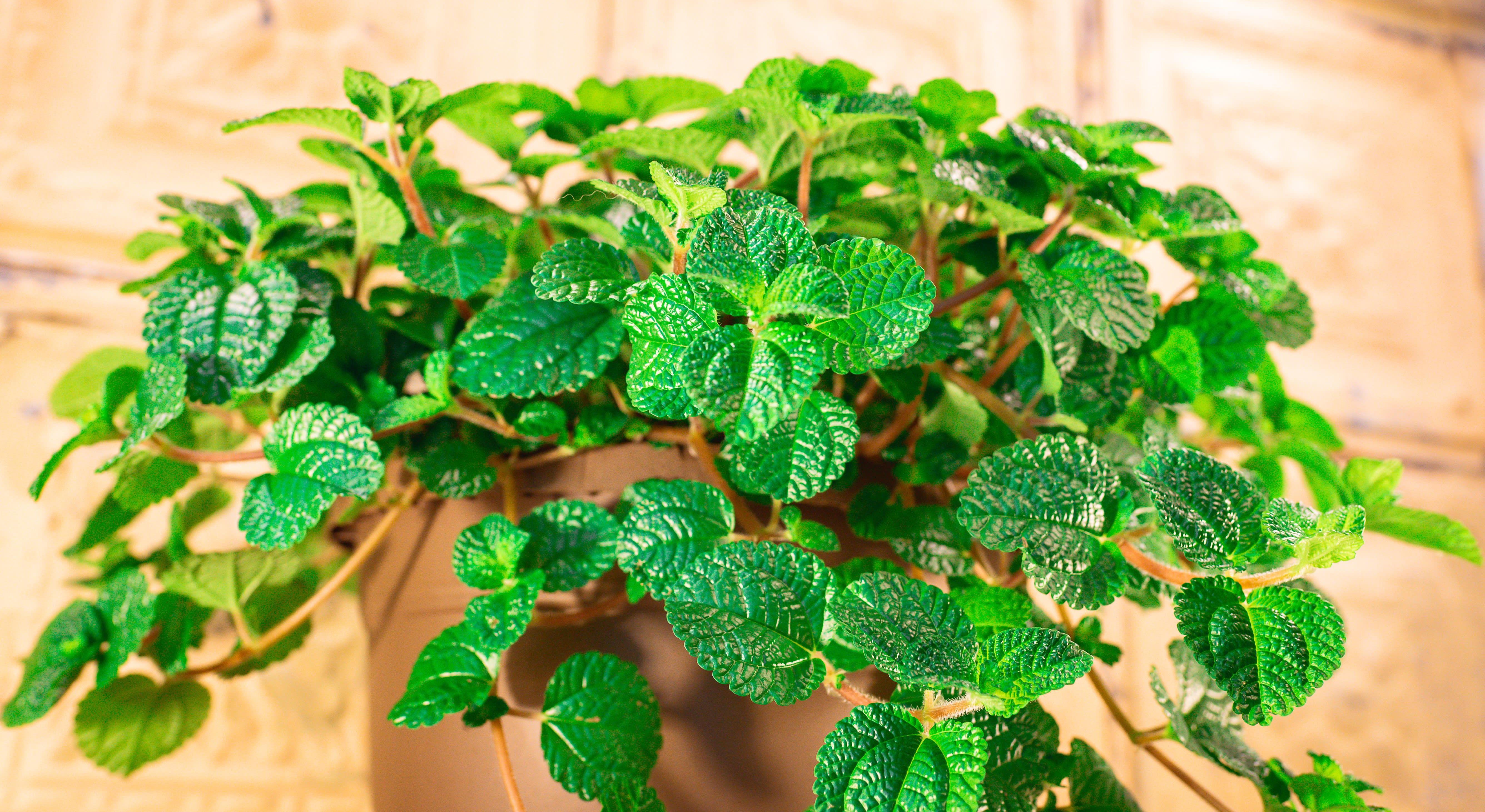 Potted plant with dense textured green leaves