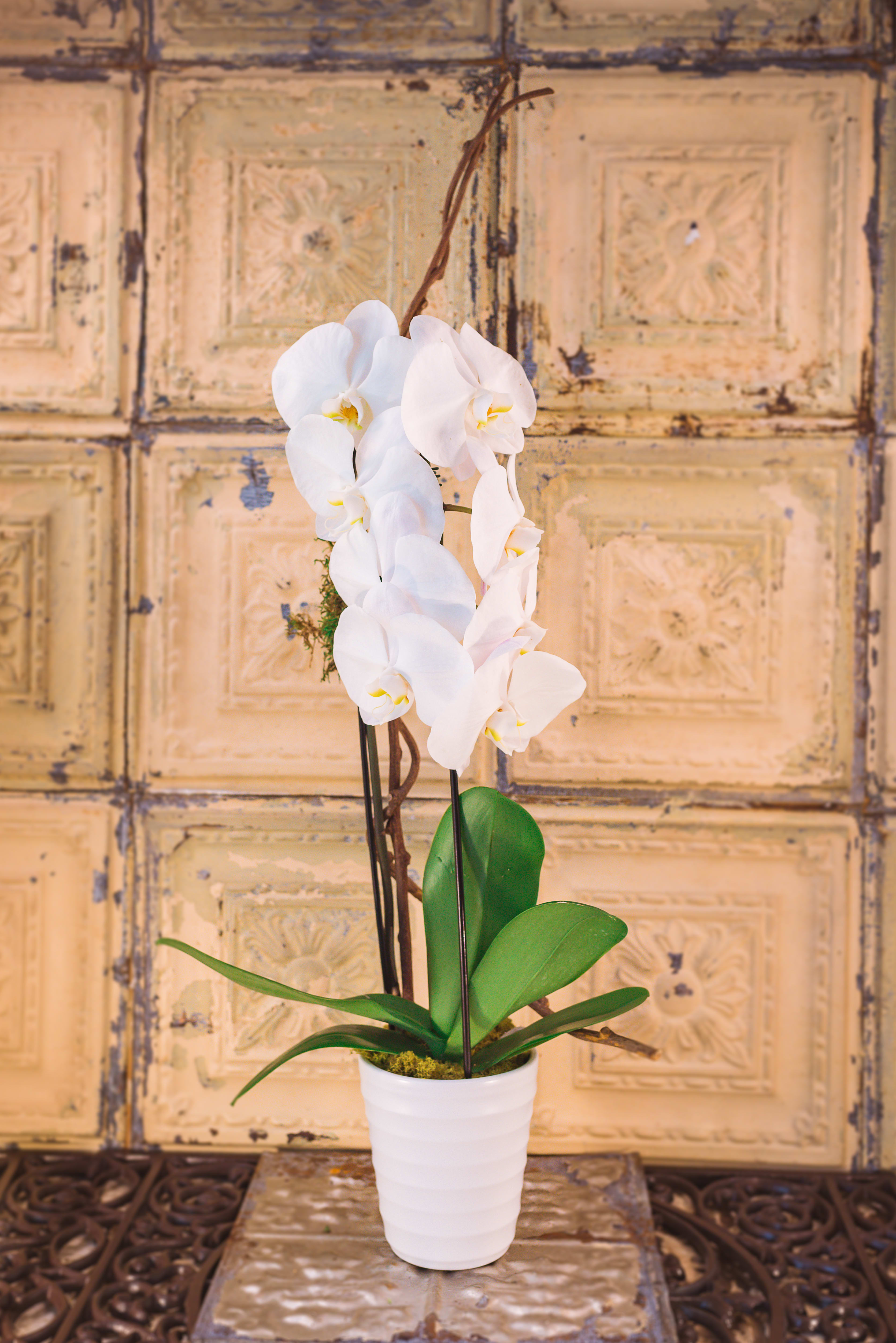 White orchid plant in a white pot
