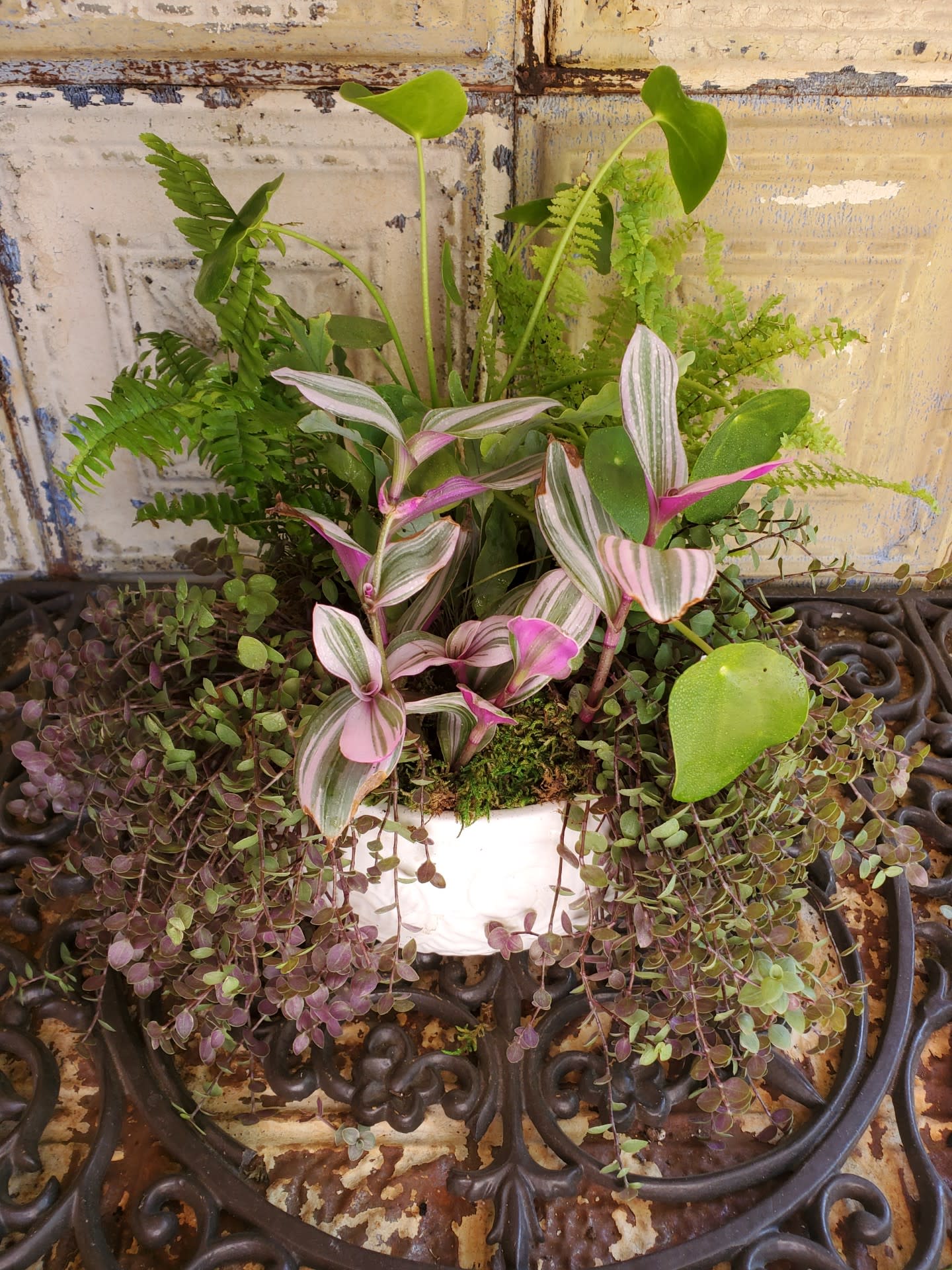 Mixed potted houseplants in a white container with trailing purple foliage