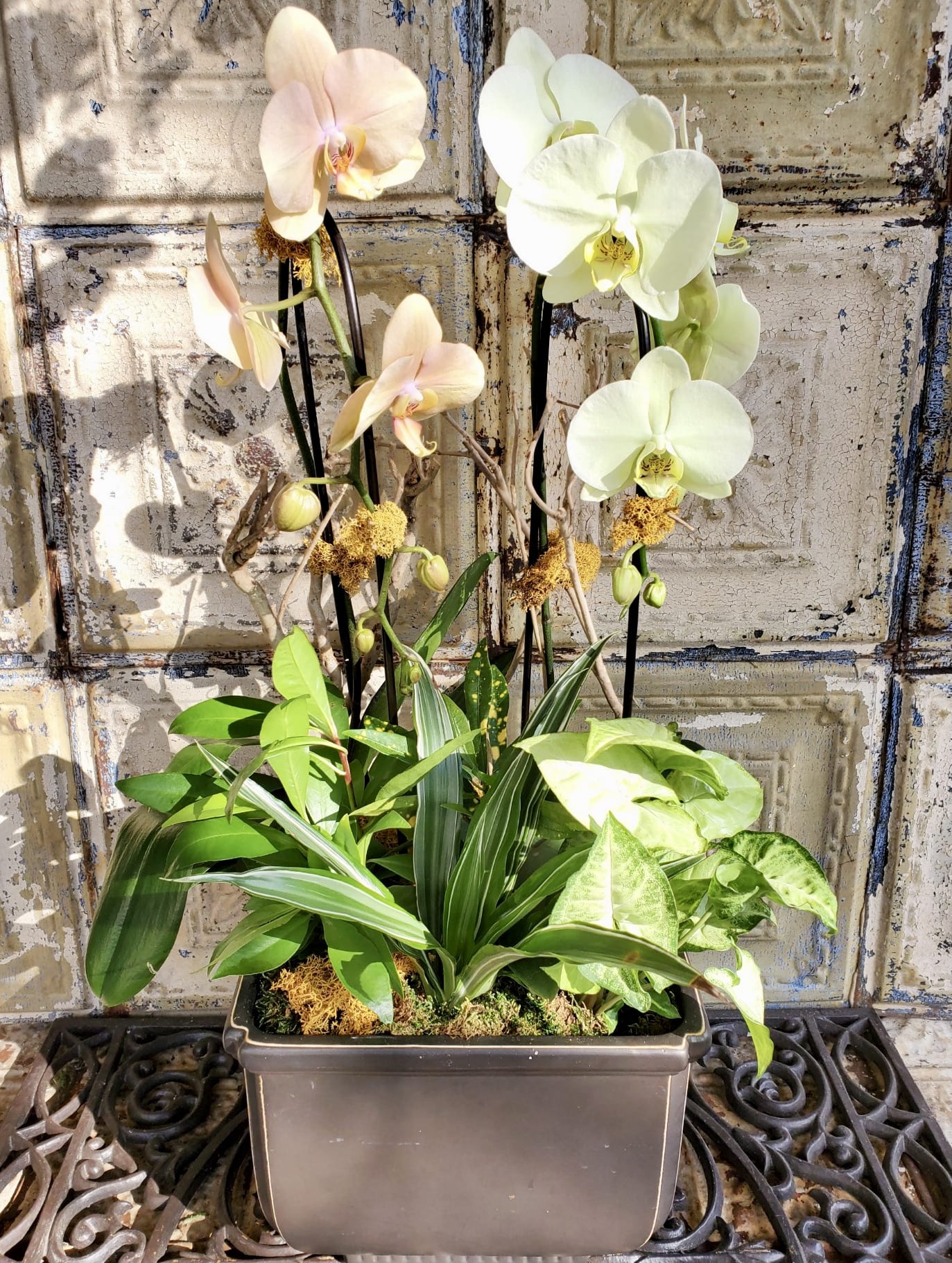 Potted orchid arrangement with white and pale peach blooms