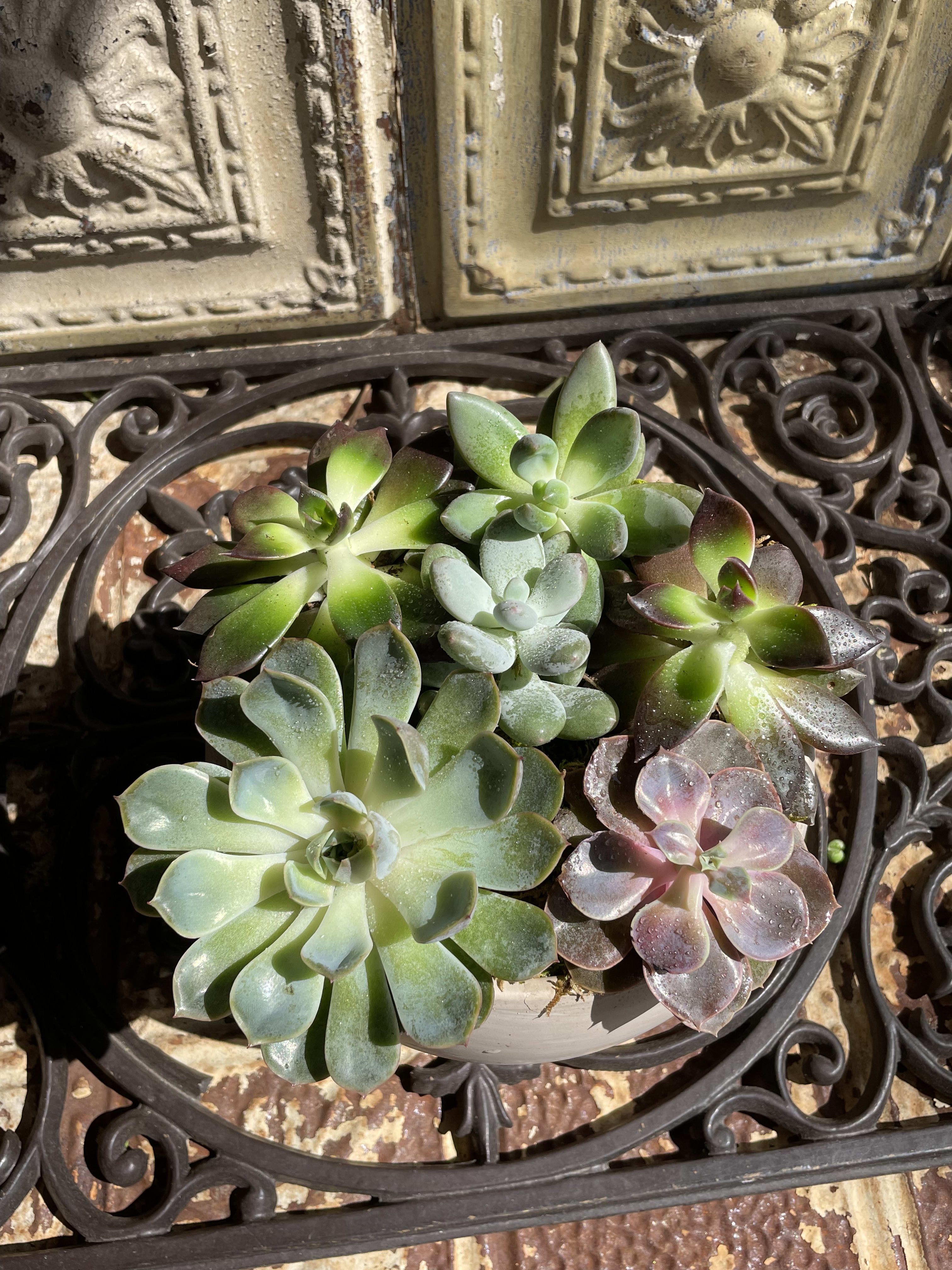 Potted succulent arrangement with green and pink rosettes
