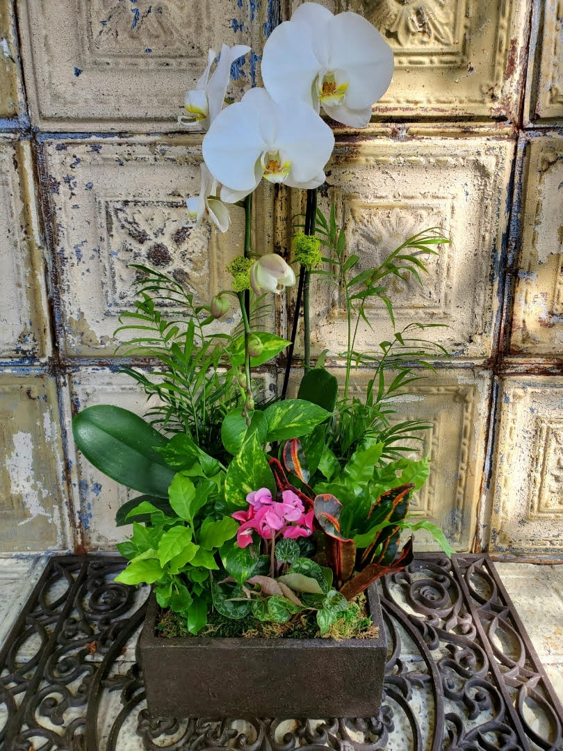 White orchids in a rectangular planter with assorted green plants