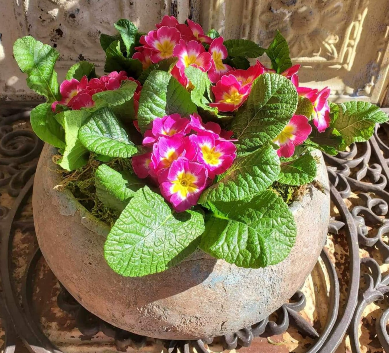 Pink primrose flowers in a round stone planter