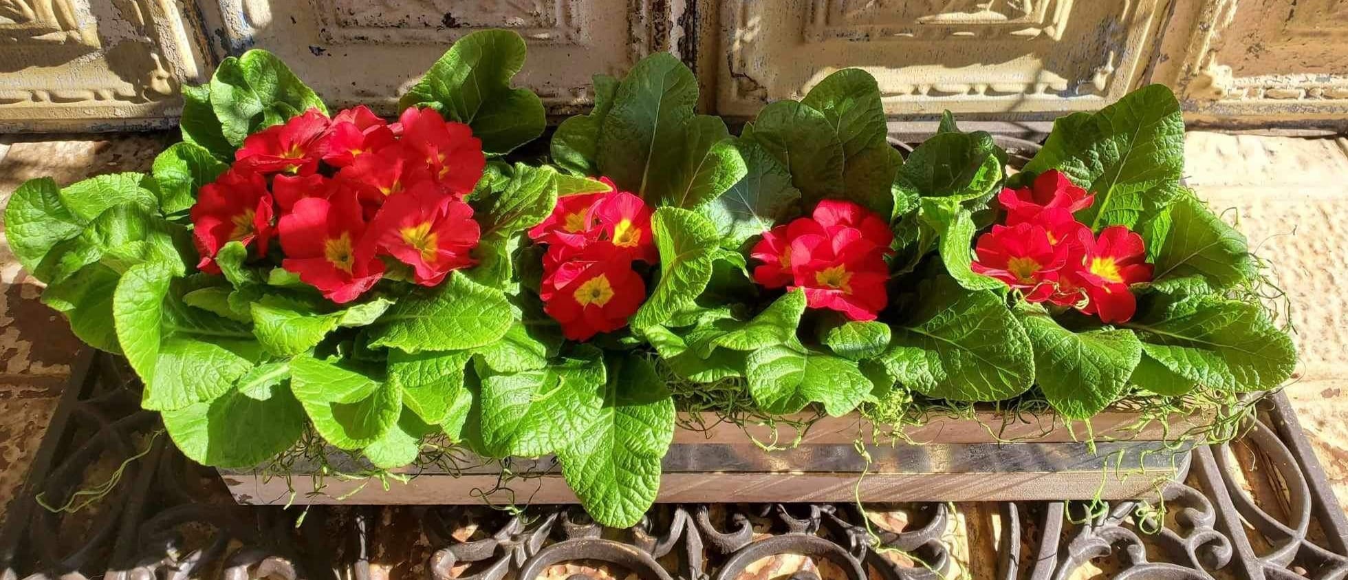 Rectangular planter with red flowers and dense green foliage