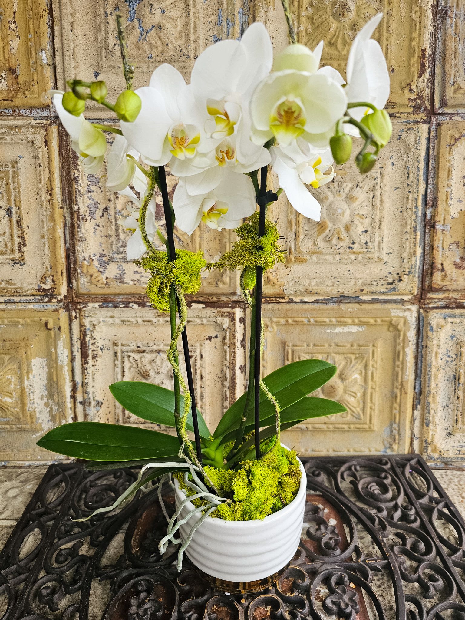 White orchid plant in a white pot with moss