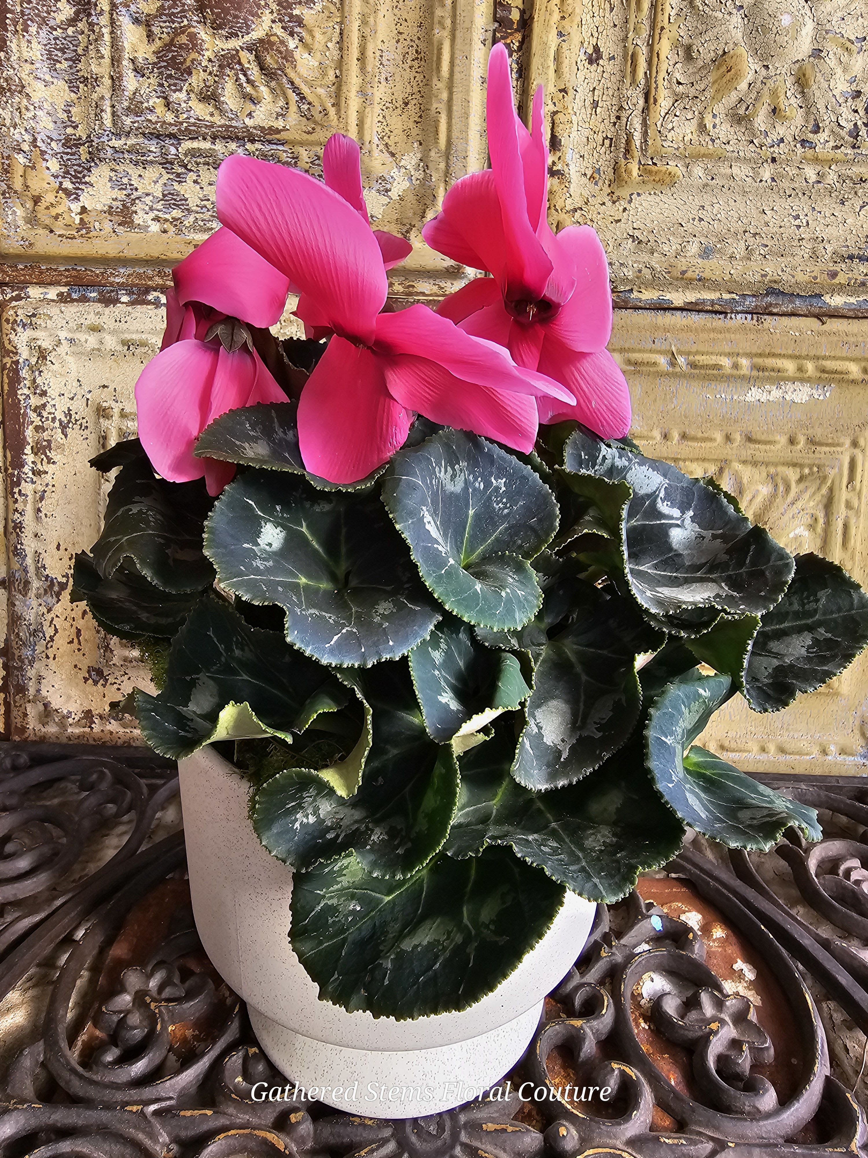 Potted plant with bright pink cyclamen flowers