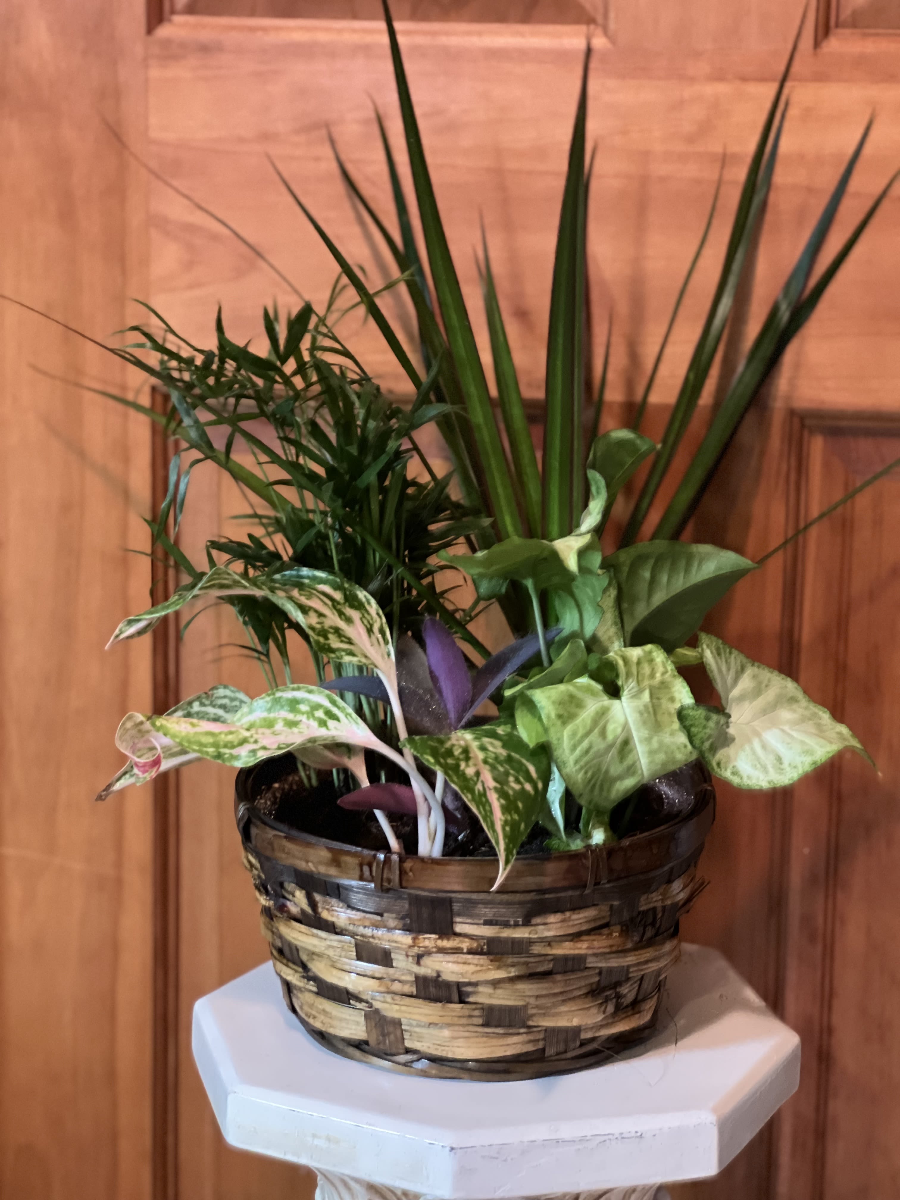 Blooming Basket - Our Blooming Basket is just the right size for tabletop or coffee table to bring a little bit of Sunshine into your home or as a wonderful gift. A beautiful 8" basket is filled with a flowering plant in bloom surrounded with 3 additional growing green plants.  Topped off with moss to hold in the moisture and planted into soil, with sand and fertilizer for a years worth of growth.