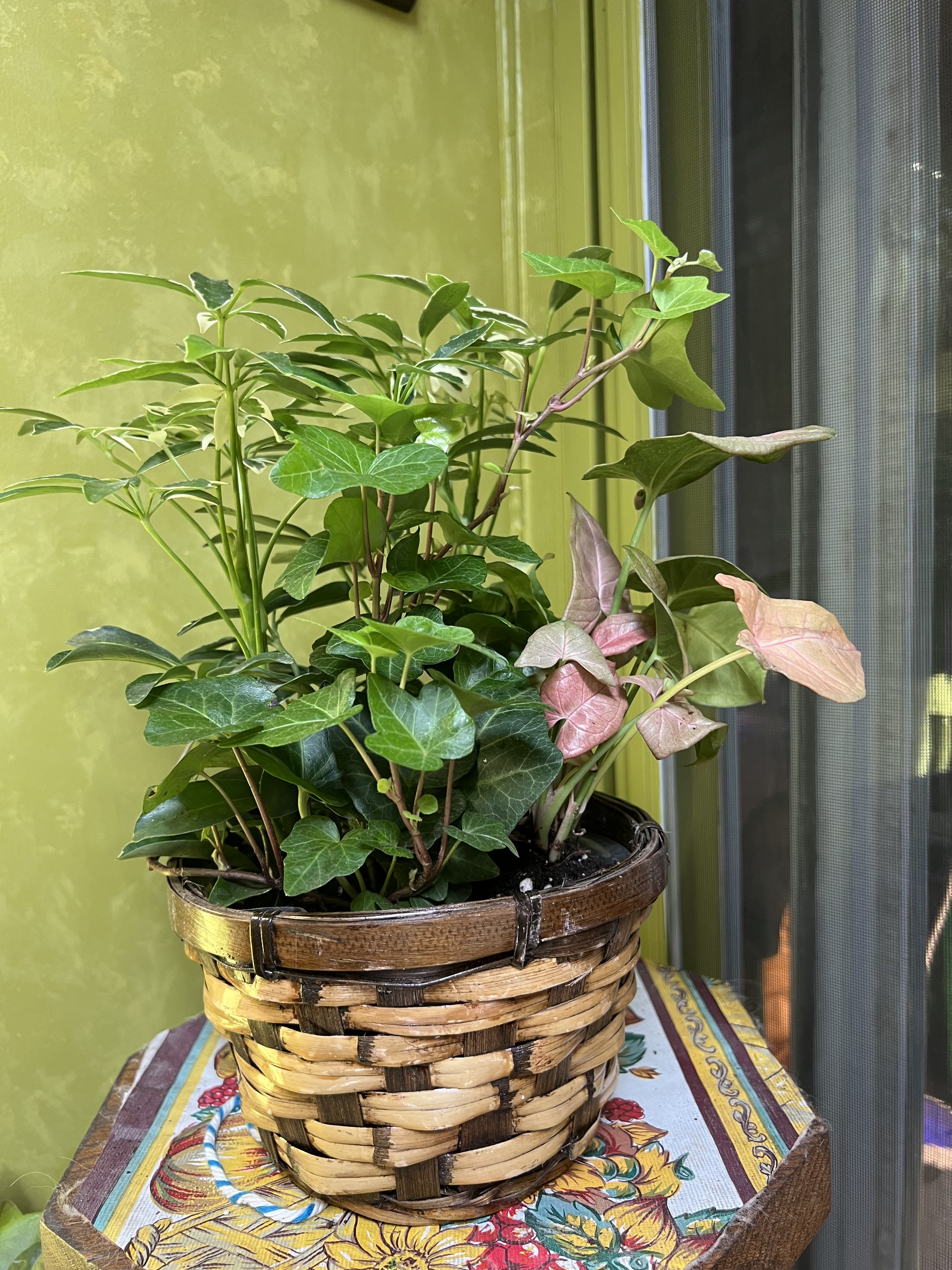 6" Wicker Planter - Our Wicker Planter starts with a 6" basket with a florist assortment of 4 different green plants. Planted in soil, with sand and fertilizer at  the correct level for a year's worth of growth. Basket may come with or without a handle.