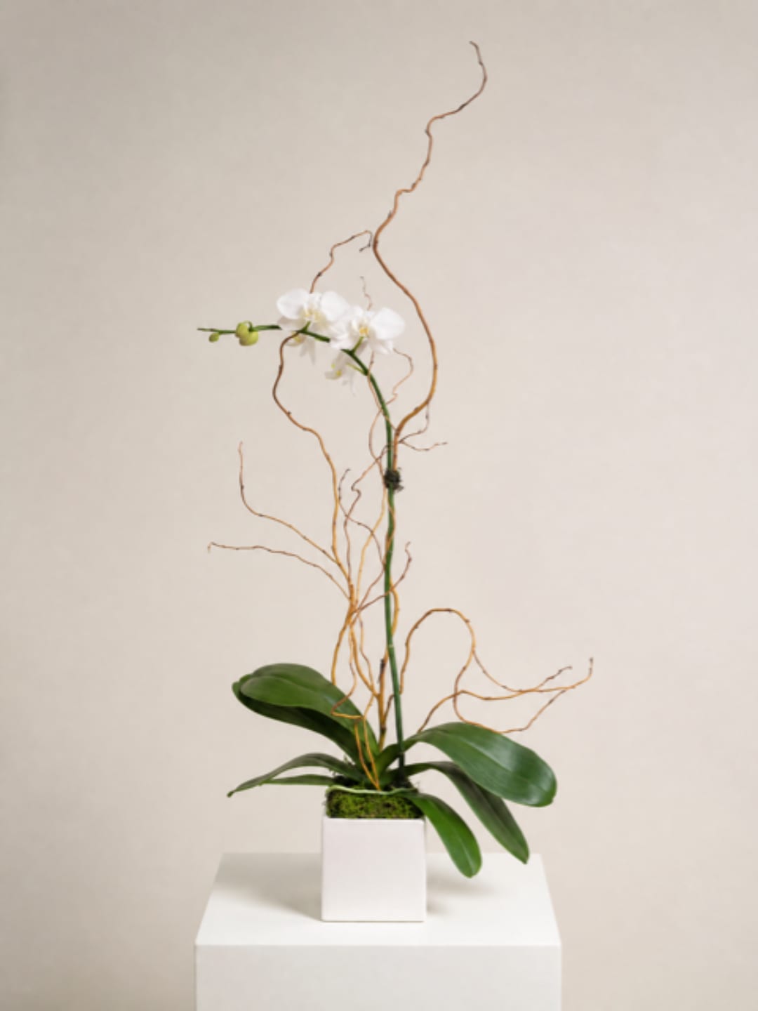 White orchid in a square white pot with curly branches