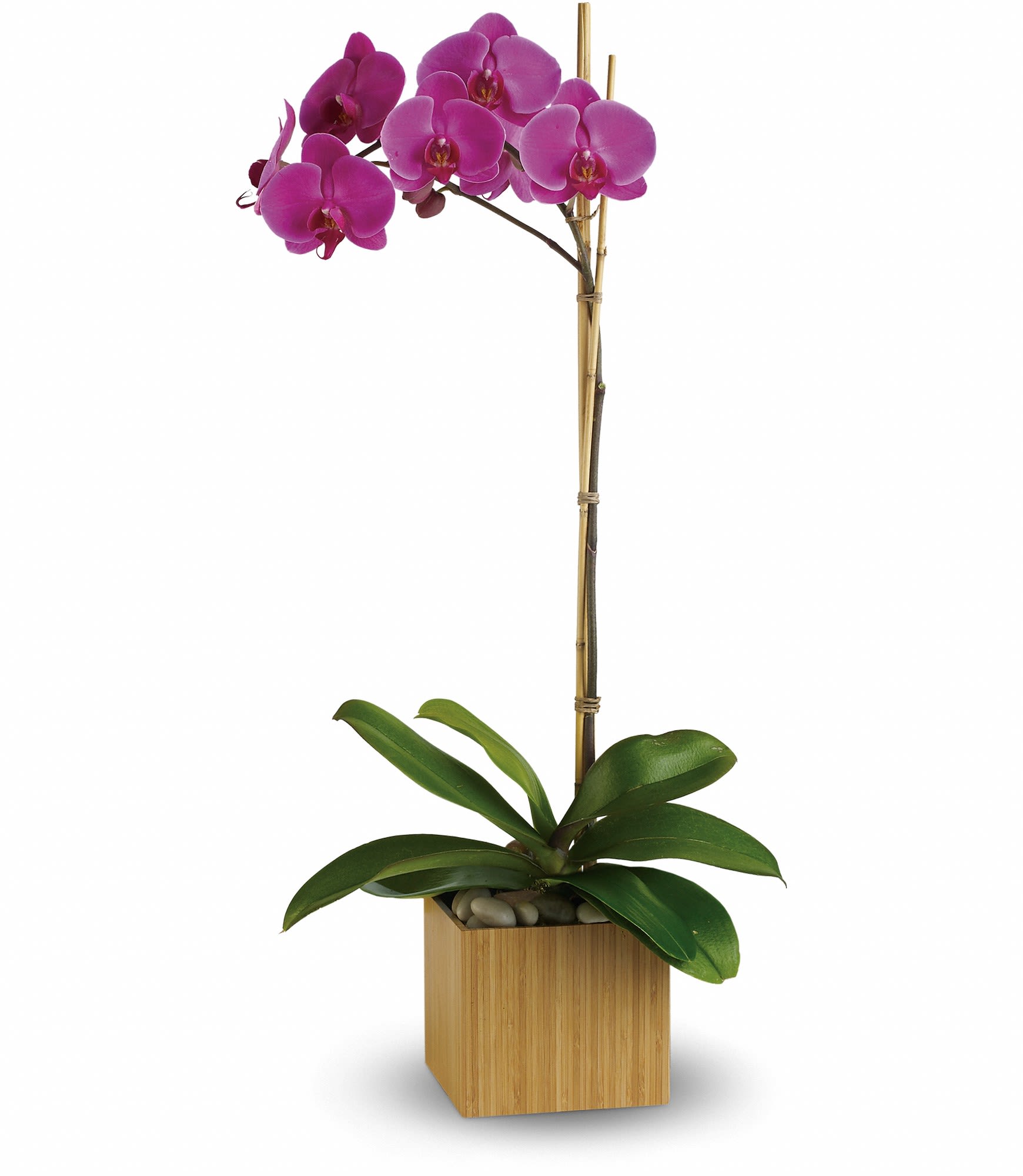 Pink orchid plant in a wooden square planter